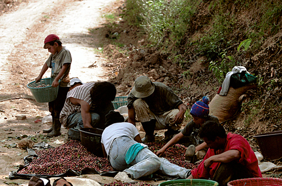 photograph: sorting coffee berries in Costa Rica