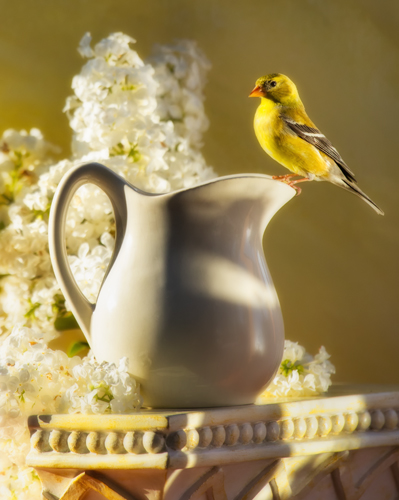 photograph: American Goldfinch