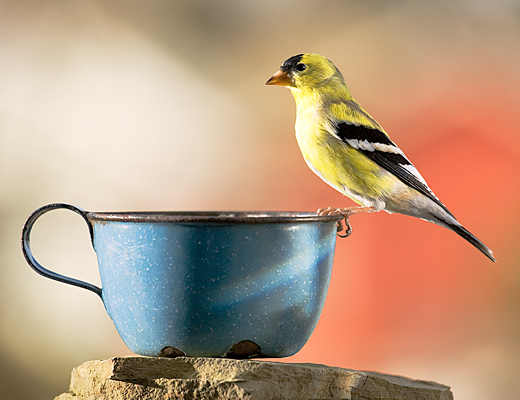 photograph: American Goldfinch