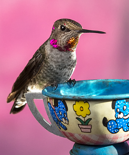 photograph: Hummingbird