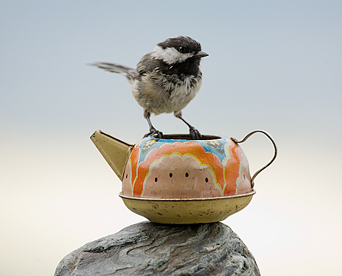 photograph: Tiny Teapot