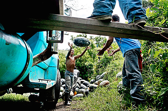 photograph of squash getting tossed to the market truck