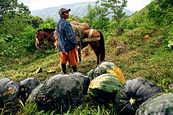 photograph of squash harvest
