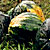 photograph of squash harvest