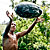 photograph of squash getting tossed to market truck