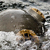 photograph: vintage diving helmet